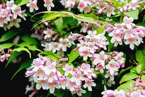 Nahaufnahme Von Linnaea Amabilis Kolkwitzia Blume Auf Zweigen — Stockfoto