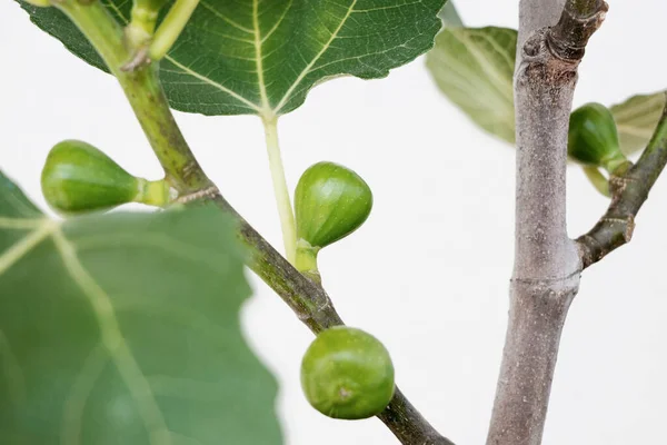 Κλείσιμο Μικρών Καρπών Σύκου Που Καλλιεργούνται Κλαδί Δένδρου Ficus Carica — Φωτογραφία Αρχείου