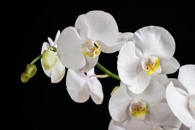 Siyah arkaplanda beyaz orkide buketini kapat