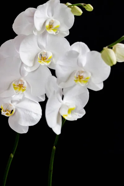 Close White Orchid Flower Bouquet Black Background — Stock Photo, Image