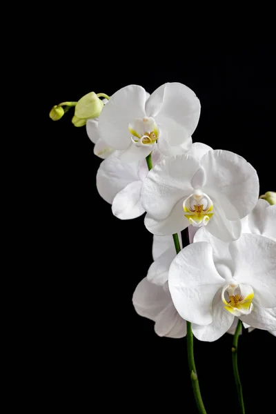 Primer Plano Del Ramo Flores Orquídea Blanca Sobre Fondo Negro —  Fotos de Stock