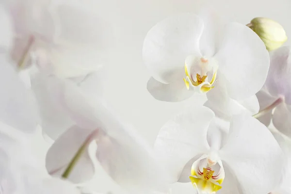 Primer Plano Del Ramo Flores Orquídea Blanca —  Fotos de Stock