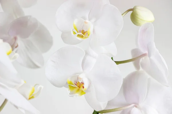 Primer Plano Del Ramo Flores Orquídea Blanca —  Fotos de Stock