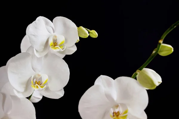 Close White Orchid Flower Bouquet Black Background — Stock Photo, Image