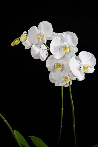 Close White Orchid Flower Bouquet Black Background — Stock Photo, Image