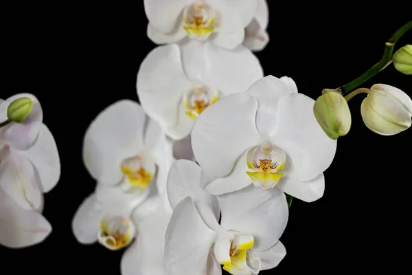 Primer Plano Del Ramo Flores Orquídea Blanca Sobre Fondo Negro —  Fotos de Stock