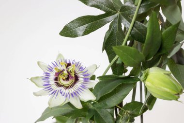 Beyaz arka planda çiçek açan tutku çiçeğini kapat 