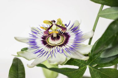 Beyaz arka planda çiçek açan tutku çiçeğini kapat 