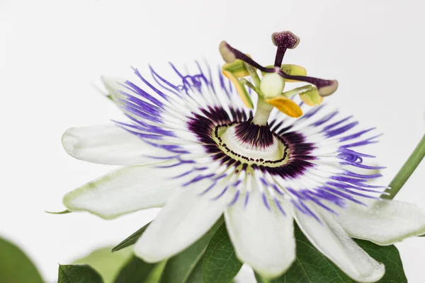 Menutup Bunga Gairah Mekar Dengan Latar Belakang Putih — Stok Foto
