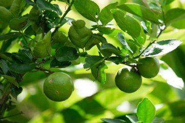 Limon bir turunçgiltir. Yemek ya da içecek yapılabilir..