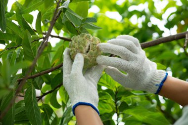 Çiftçiler zarar görmüş elmayı buduyorlar..
