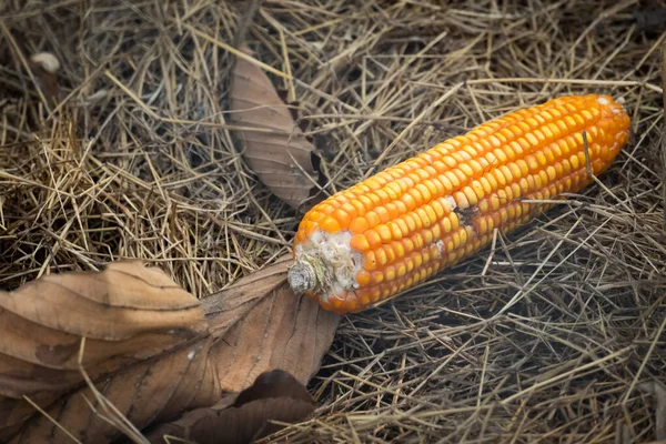 Produktion Von Mais Der Durch Schädlinge Geschädigt Wurde — Stockfoto