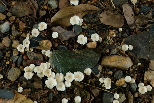 Petit Champignon Qui Pousse Sur Les Zones Humides Après Pluie — Photo