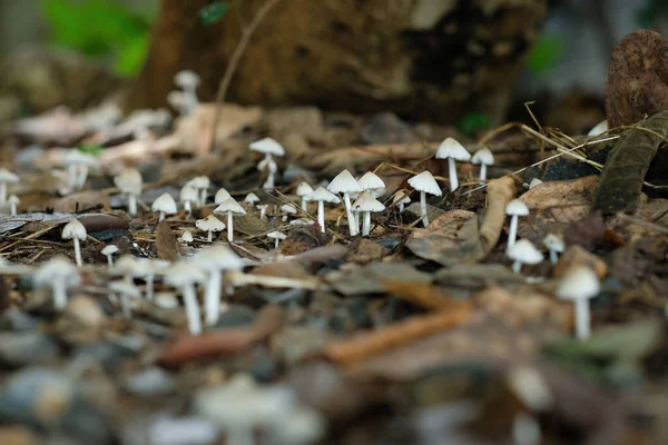 Stock image A small mushroom that grows on damp areas after rain.