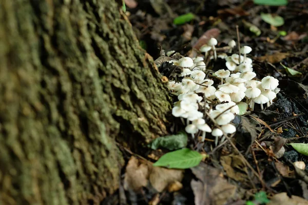 Pequeno Cogumelo Que Cresce Áreas Úmidas Após Chuva — Fotografia de Stock