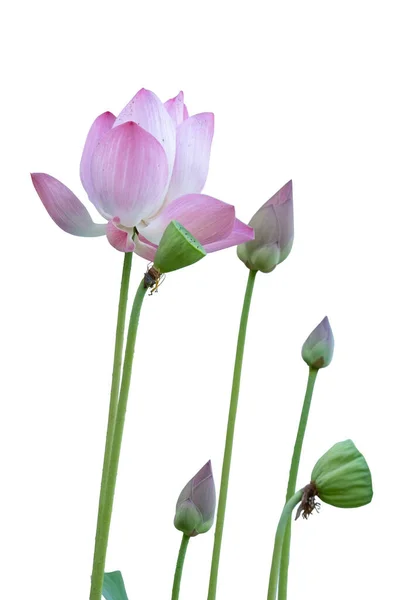 Lotusul Roz Izolat Fundal Alb Lotus Care Ridică Buchet — Fotografie, imagine de stoc