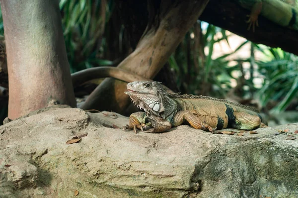 Guana Büyük Uysal Bir Kertenkele Türüdür — Stok fotoğraf