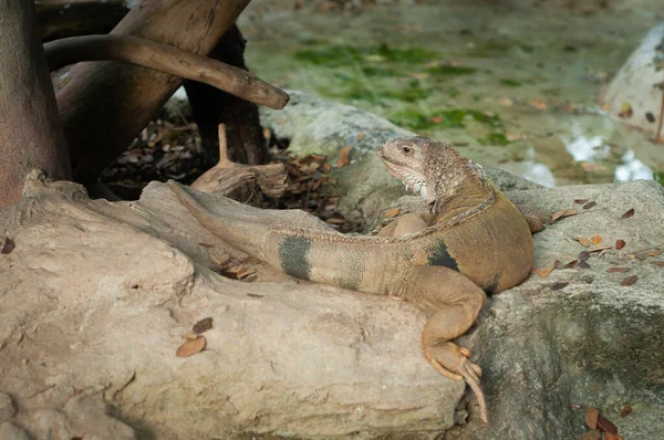 Guana Büyük Uysal Bir Kertenkele Türüdür — Stok fotoğraf