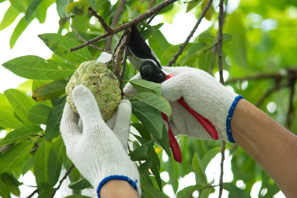 Agricultores Estão Cortando Maçã Creme Danificado — Fotografia de Stock