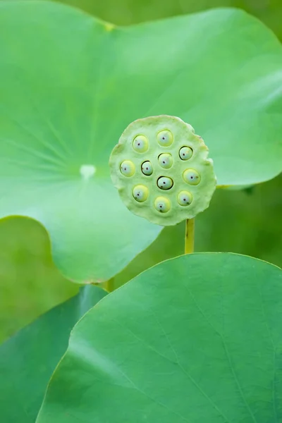 Fresh lotus seed has properties to nourish the blood.