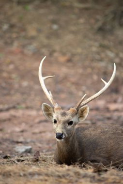 Domuz Geyiği, Pakistan 'dan Hindistan' ın kuzeyinden Asya 'nın güneydoğusuna kadar uzanan küçük bir geyik türüdür..
