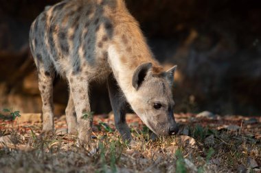 Sırtlan, Afrika 'nın en yaygın etoburudur..