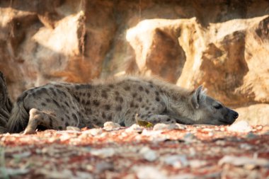 Sırtlan, Afrika 'nın en yaygın etoburudur..