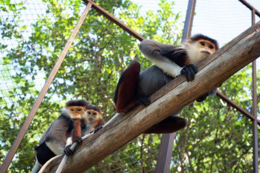 Red-shanked douc, Eski Dünya maymunlarının bir türüdür..