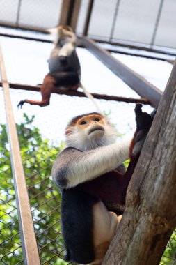 Red-shanked douc, Eski Dünya maymunlarının bir türüdür..