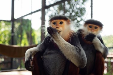 Red-shanked douc, Eski Dünya maymunlarının bir türüdür..