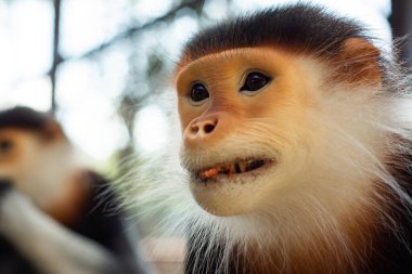 Red-shanked douc, Eski Dünya maymunlarının bir türüdür..