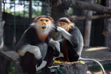 Red-shanked douc, Eski Dünya maymunlarının bir türüdür..