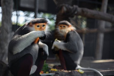 Red-shanked douc, Eski Dünya maymunlarının bir türüdür..