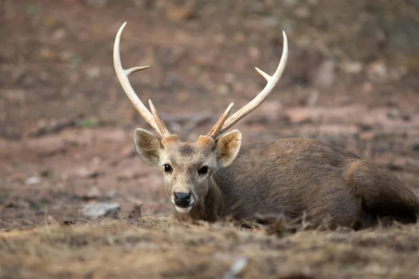 Hog Deer Small Deer Whose Habitat Ranges Pakistan Northern India — Stock Photo, Image