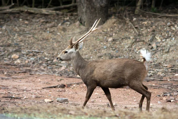 Hog Deer Small Deer Whose Habitat Ranges Pakistan Northern India — Stock Photo, Image