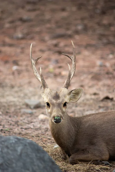 Hog Deer Malý Jelen Jehož Stanoviště Sahá Pákistánu Přes Severní — Stock fotografie