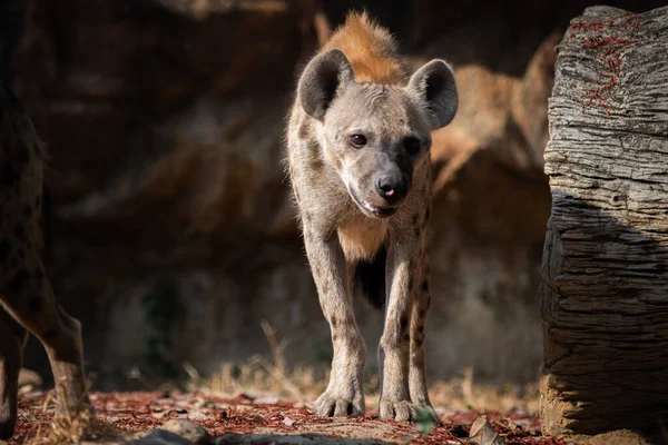 Iena Africana Più Comune Grande Carnivoro — Foto Stock