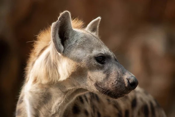 Hyena Africas Meest Voorkomende Grote Carnivoor — Stockfoto