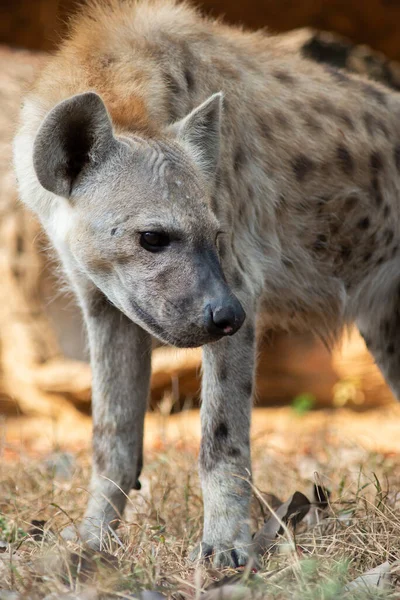 Hyena Africas Most Common Large Carnivore — Stock Photo, Image
