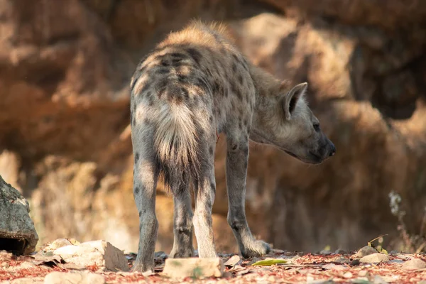 Hyena Africas Meest Voorkomende Grote Carnivoor — Stockfoto