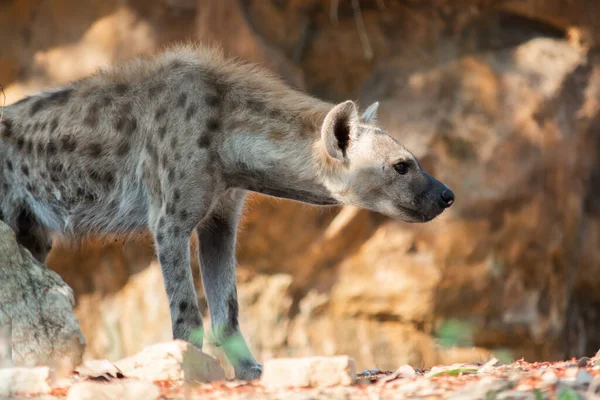 Hyenan Africas Vanligaste Stora Rovdjur — Stockfoto