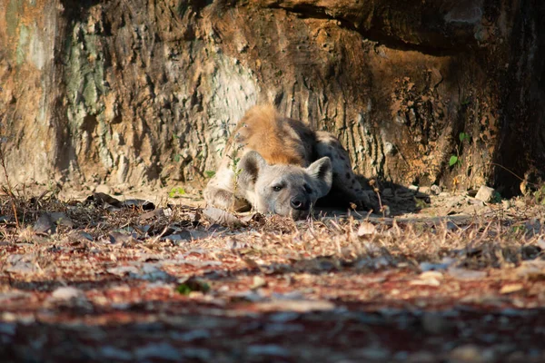 Hiena Africana Más Común Carnívoro Grande —  Fotos de Stock