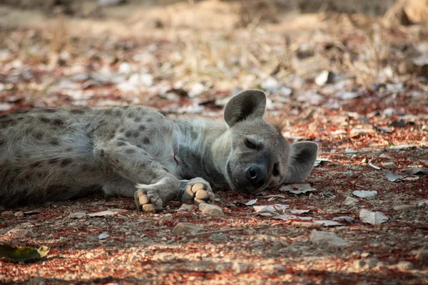 Hyena Africas Nejčastější Masožravec — Stock fotografie