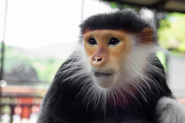 Red Shanked Douc Una Especie Mono Del Viejo Mundo — Foto de Stock