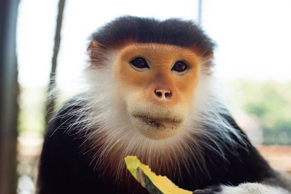 Red Shanked Douc Eski Dünya Maymunlarının Bir Türüdür — Stok fotoğraf