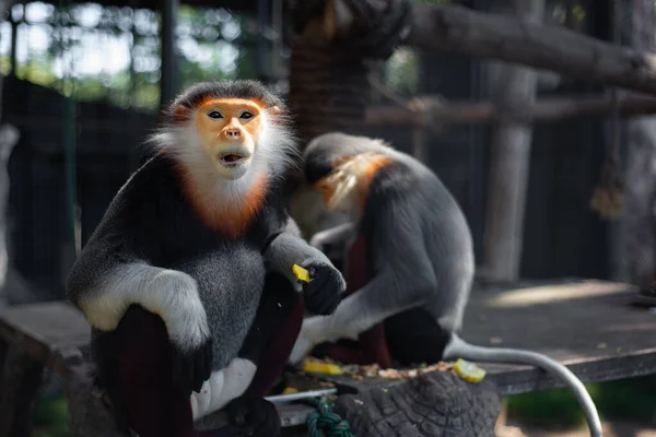 Red Shanked Douc Una Especie Mono Del Viejo Mundo — Foto de Stock