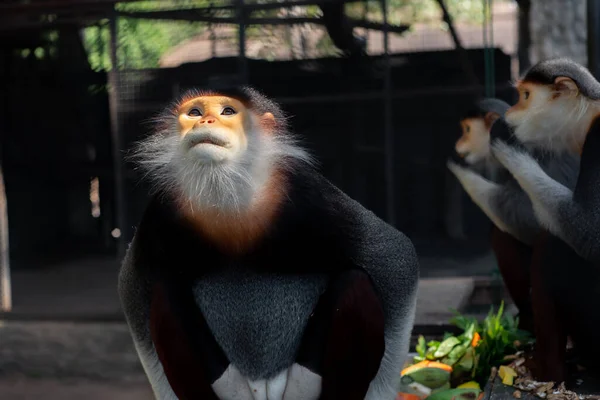 Red Shanked Douc Una Especie Mono Del Viejo Mundo — Foto de Stock