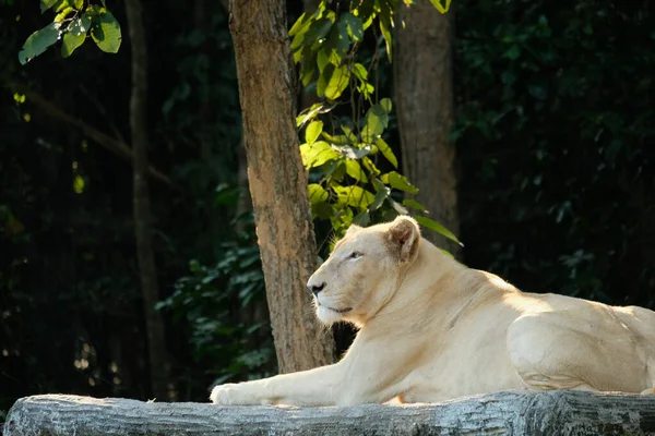 Female White Lions Resting Day — Stock Photo, Image