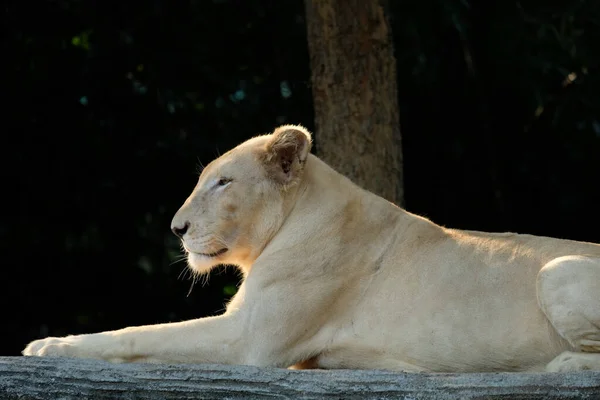 Female White Lions Resting Day — Stock Photo, Image