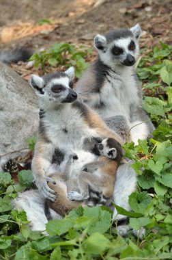 Halka kuyruklu lemurlar tek bir yavru doğurur, ama yiyecek bolsa ikizler sık sık doğabilir..